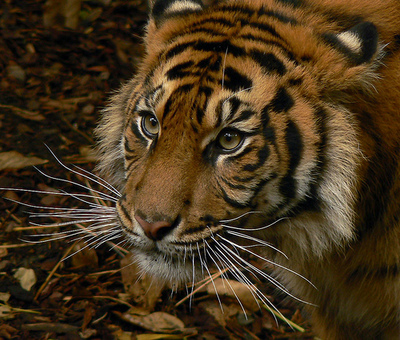 tiger.jpg