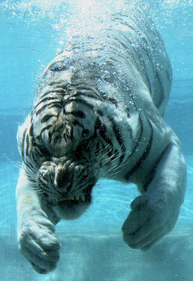 tigerwater1.jpg